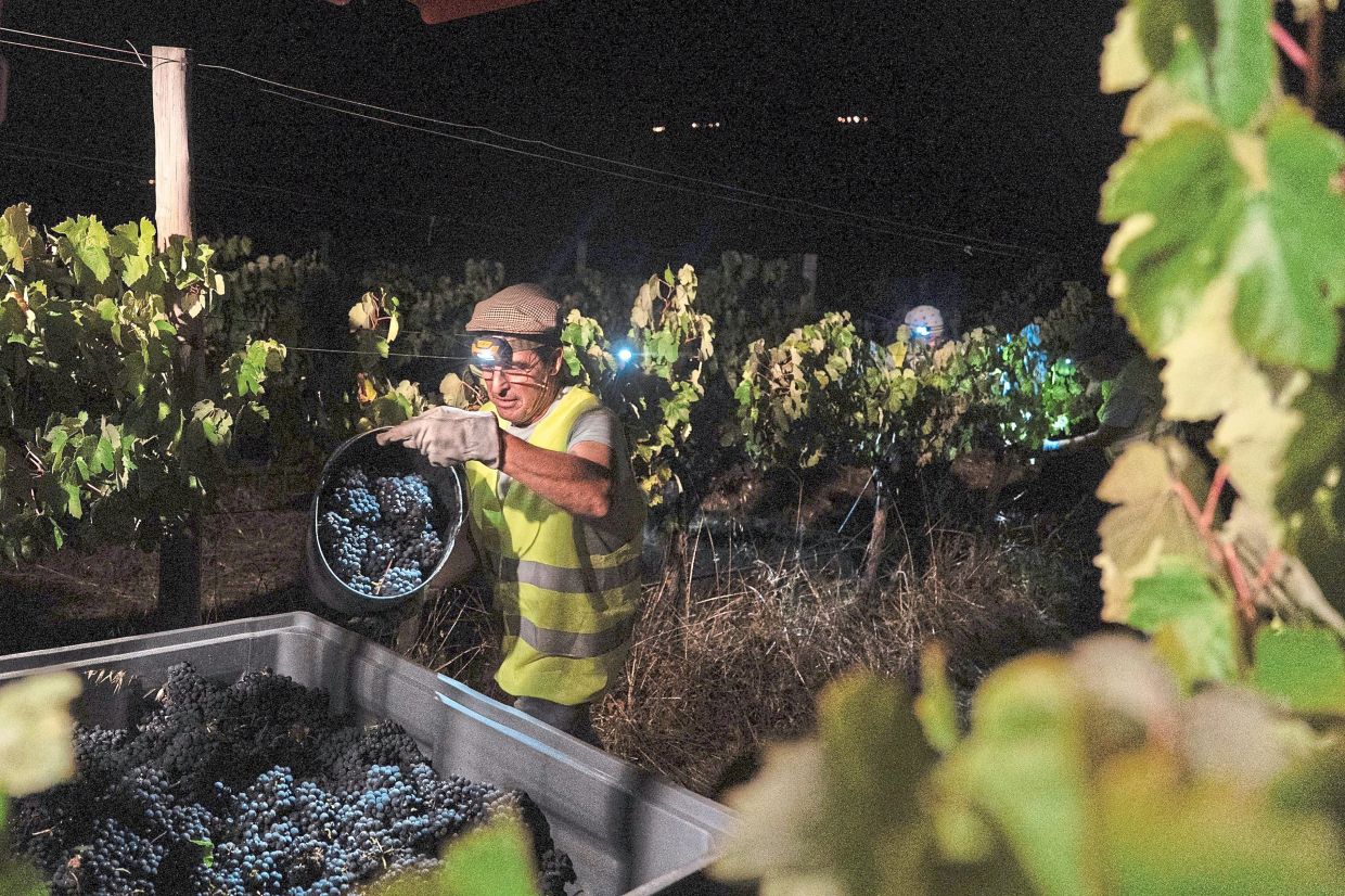 Lucas unloading a bucket of wine grapes onto the back of a tractor.