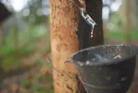 Natural rubber production down 12.8% in August 2025