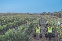 When night falls in Portugal, it’s time to pick the grapes