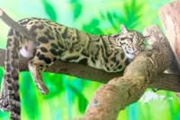 QuickCheck: Was a clouded leopard attacking livestock in Jertih?