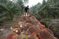 Malaysia to intensify efforts to counter anti-palm oil campaign - PM