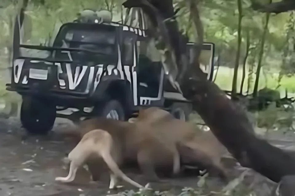 Bangkok zoo to reopen predator zone a month after fatal lion attack