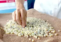 A journey of oyster cultivation and pearl harvest in Vietnam's 'Pearl Island