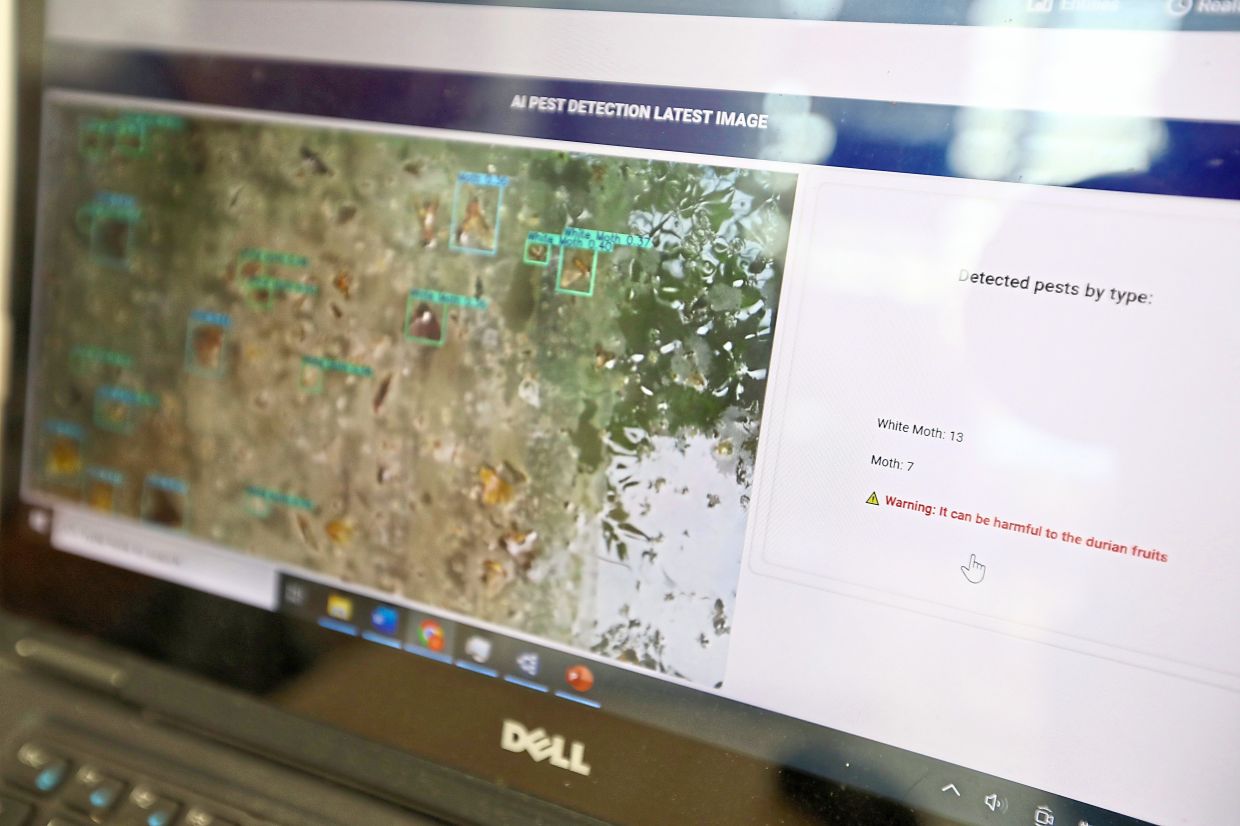 Tan says he is currently developing an AI-powered pest detection system that uses cameras to capture data from multiple farms. — LOW LAY PHON/The Star