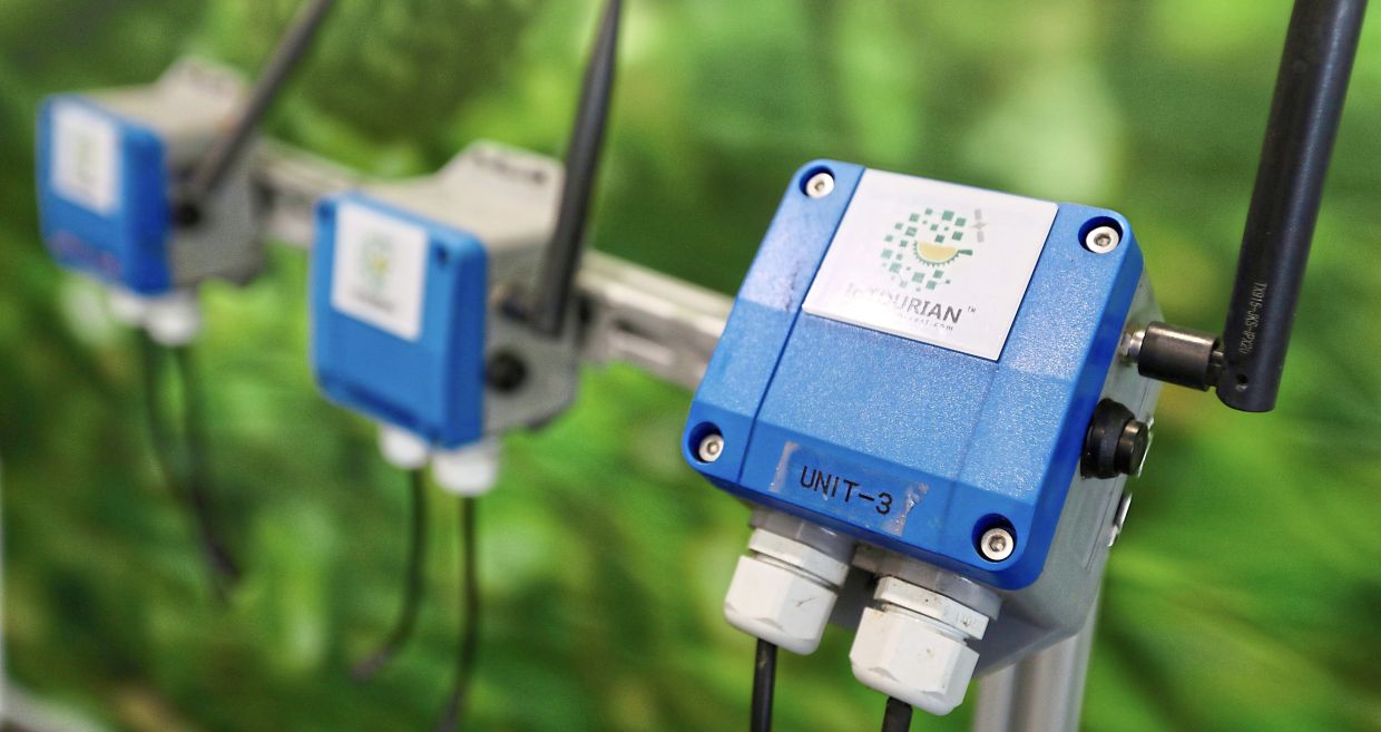 Tan suggests that farmers try planting sensors about 30-40cm deep into the ground near selected trees to measure a few key factors. — Low Lay Phon/The Star