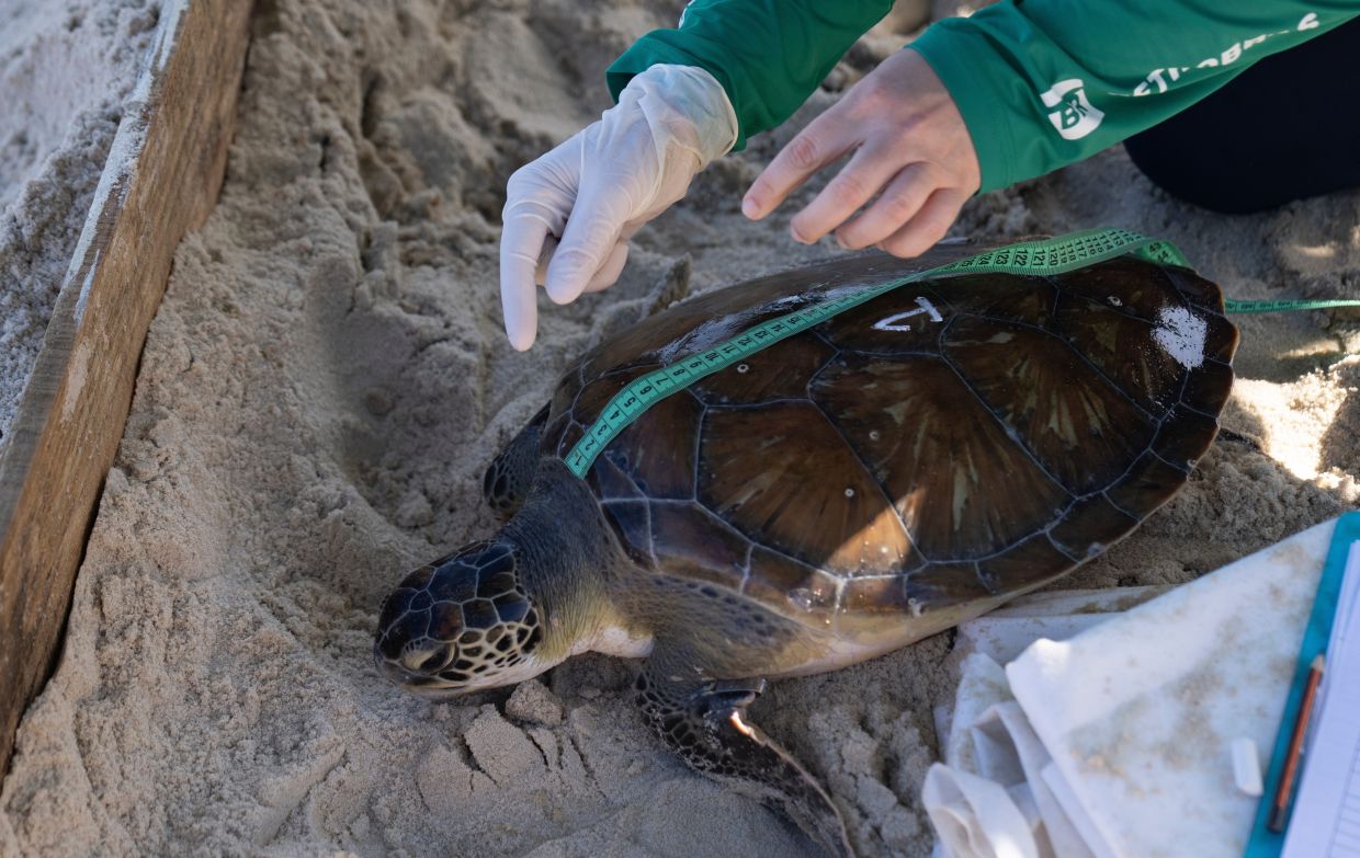 Researchers from the Aruana Project measure a green sea turtle after capturing it temporarily at a feeding site on Itaipu Beach in Niteroi, Brazil, May 24, 2023. – Photo: AP Photo/Silvia Izquierdo, File
