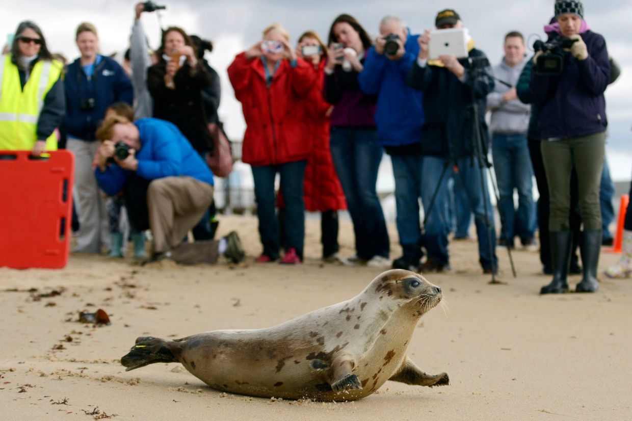 A male harp seal makes his way down the sands of Blue Shutters Beach in Charlestown, R.I., after being release by Mystic Aquarium's Marine Animal Rescue Team on April 23, 2015. — Photo: Sean D. Elliot/The Day via AP