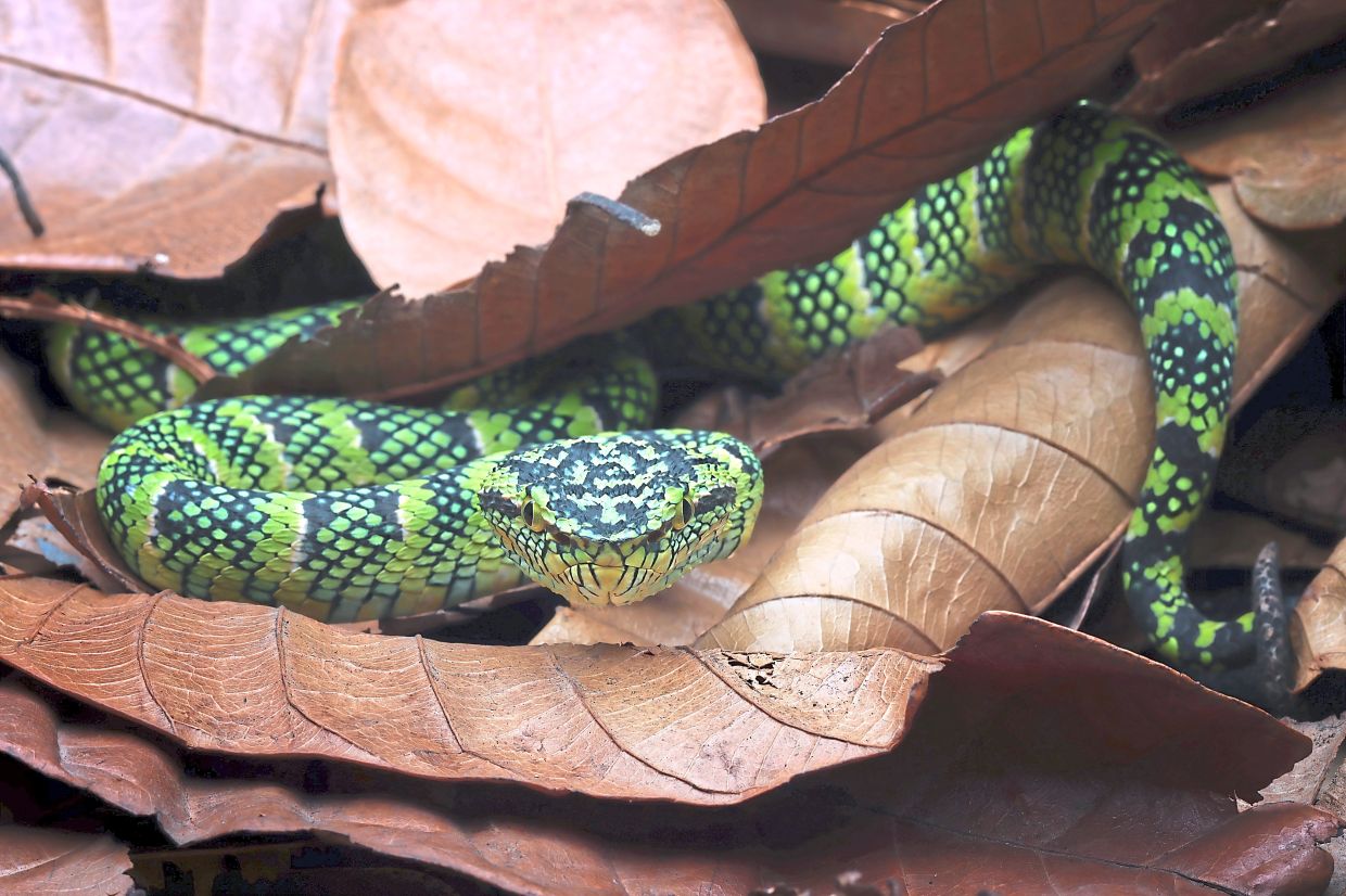 Snakes in particular are commonly kept in too-small enclosures with little enrichment. — Photos: Freepik
