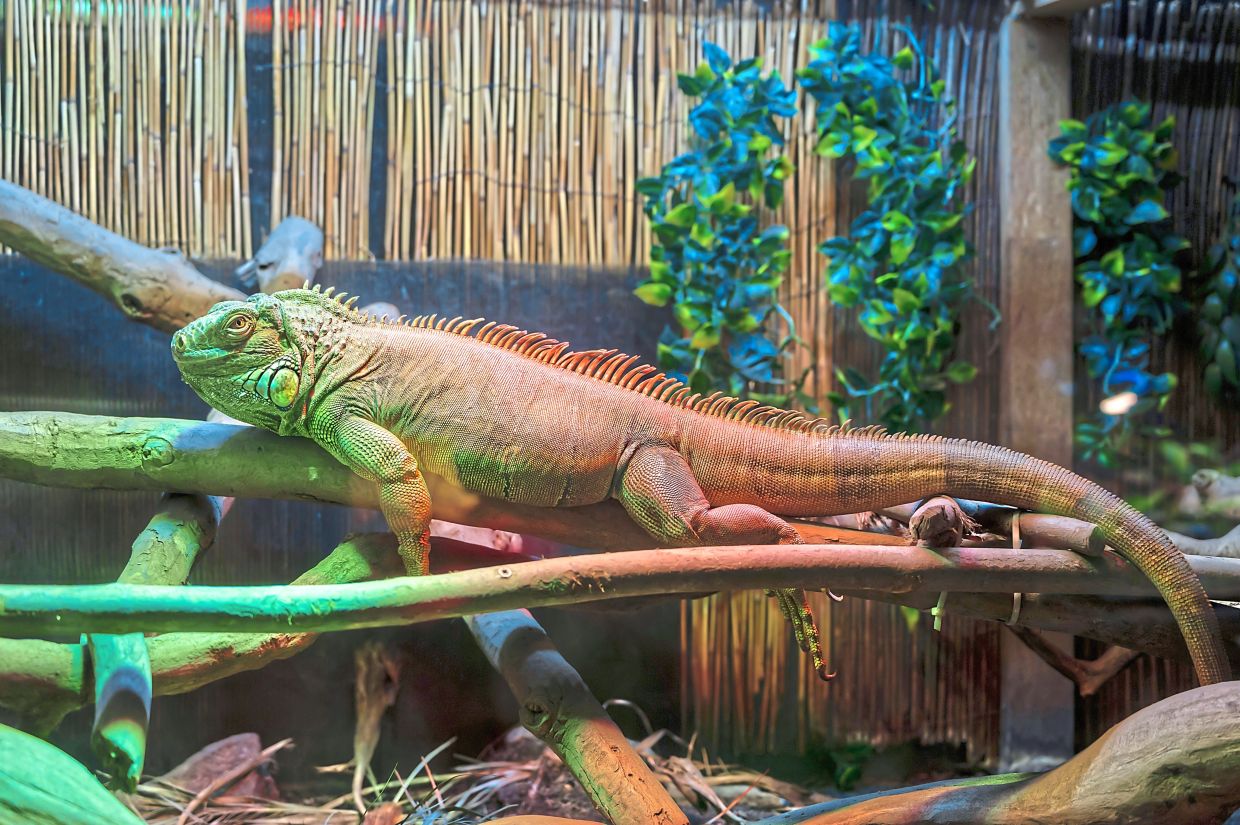 An iguana sitting on branches in a terrarium. Many stressed reptiles shut down and stop moving, but because people don’t understand what is happening, they ‘think that it’s normal,’ says Wilkinson.