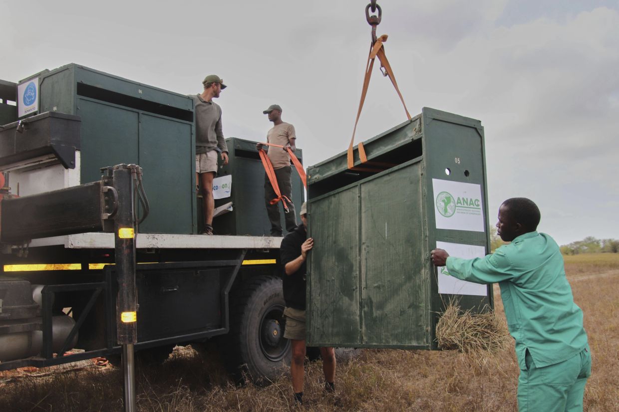 A crate containing zebras is loaded onto a truck at Maputo National Park in Mozambique.