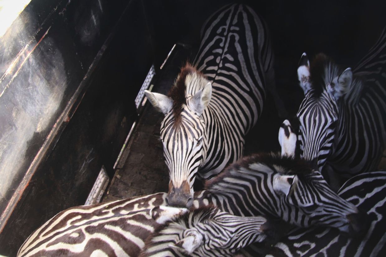Zebras inside a transportation crate at Maputo National Park in Mozambique, Wednesday, Oct. 1, 2025, ahead of their relocation to Banhine National Park.