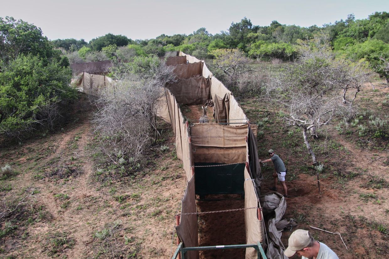 A zebra stands inside a capture enclosure at Maputo National Park in Mozambique.