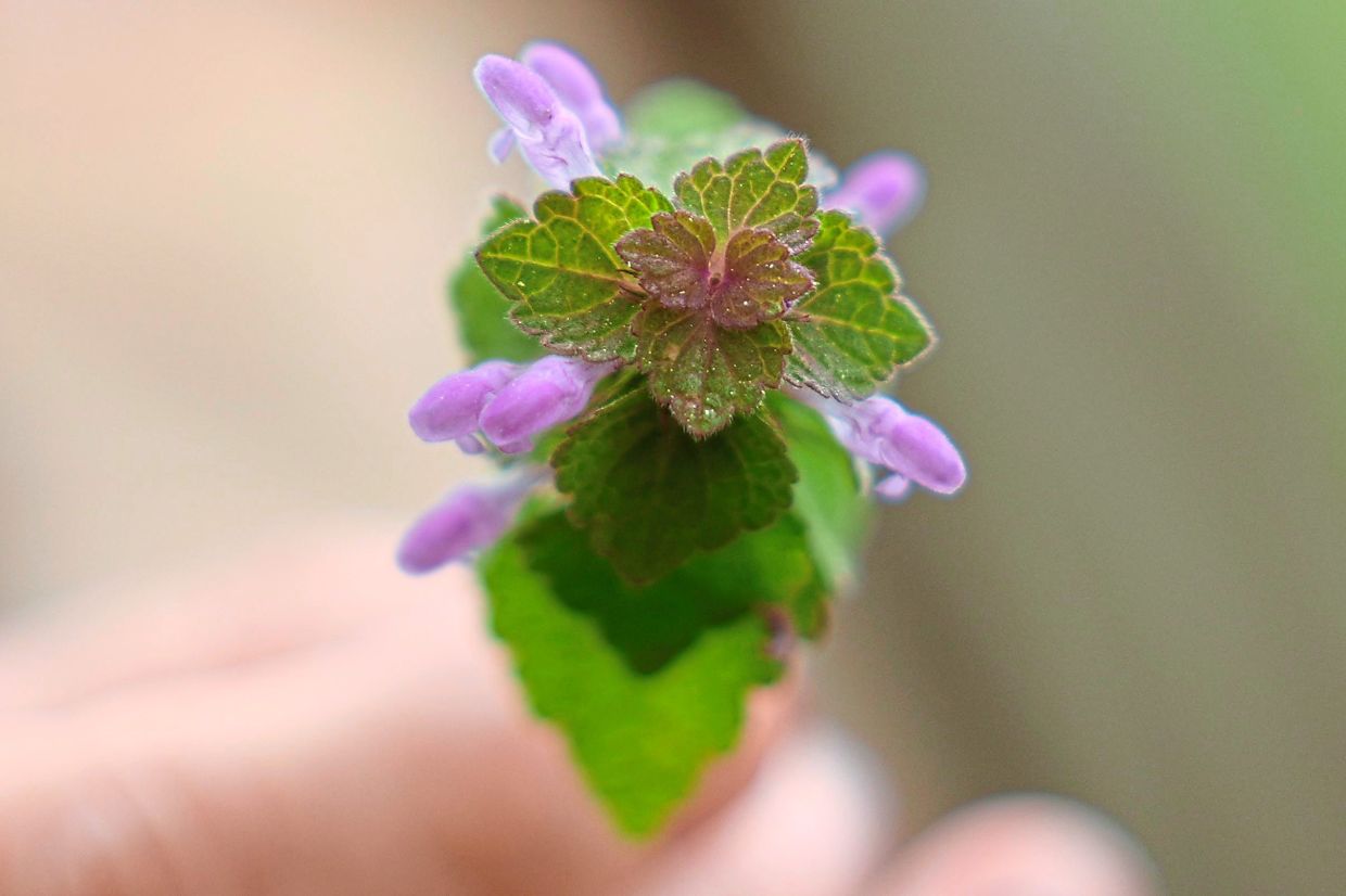 Freshly picked dead nettle.