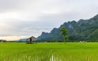 More aid for rice farmers to increase food security