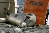 Endangered species 'red list': Seals and more than half of birds under threat