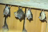 Beyond Dracula: Why bats deserve our affection, not our fear