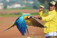 Former motorcycle mechanic is now a macaw trainer in Indonesia