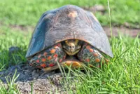 Do reptiles have moods, too? Study says they do