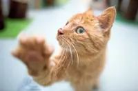 How to train your cat by positive reinforcement
