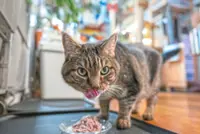 Wellness culture has come for the pets