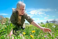 Foraging revival: How wild food enthusiasts are reconnecting with nature