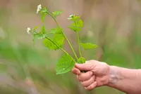 Want to forage for edible wild plants? Here's what you need consider first