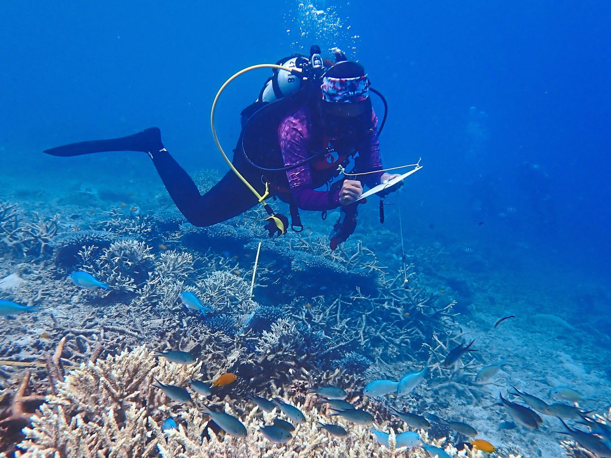 Collecting data of reef health is part of Reef Check’s marine conservation initiative.