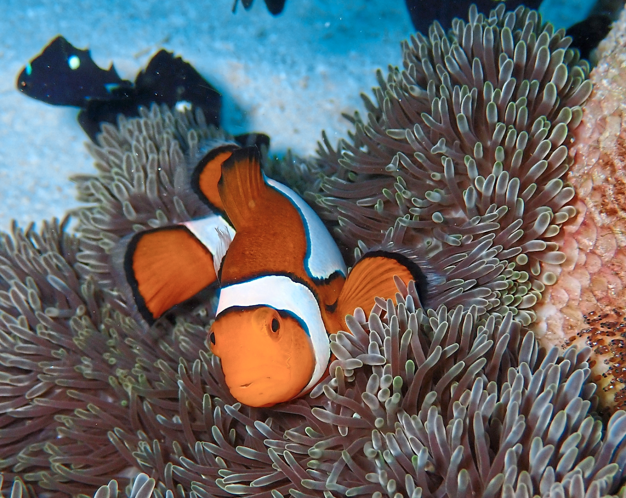 Raja Ampat in Indonesia is part of the Coral Triangle, where hundreds of coral reefs call the archipelago home. — Raja Ampat Marine Park Authority