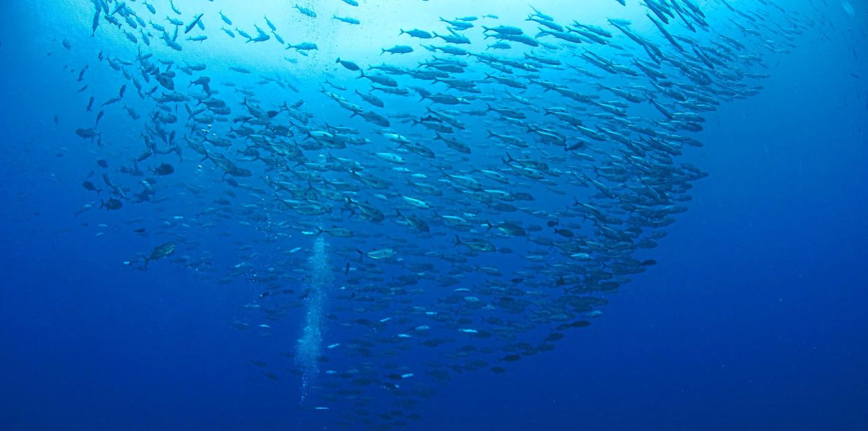 The Palau National Marine Sanctuary has about 800 marine species. — Marine Conservation Institute