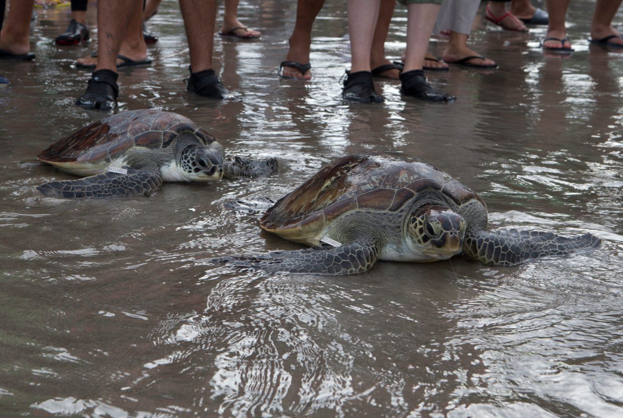 Terengganu govt, Fisheries Dept probing video of tourists harassing turtle in Pulau Redang