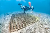 Everyone has a role to play when it comes to marine conservation