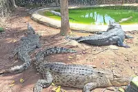 Celebrating Malaysia's rich biodiversity: 5 nature spots to check out