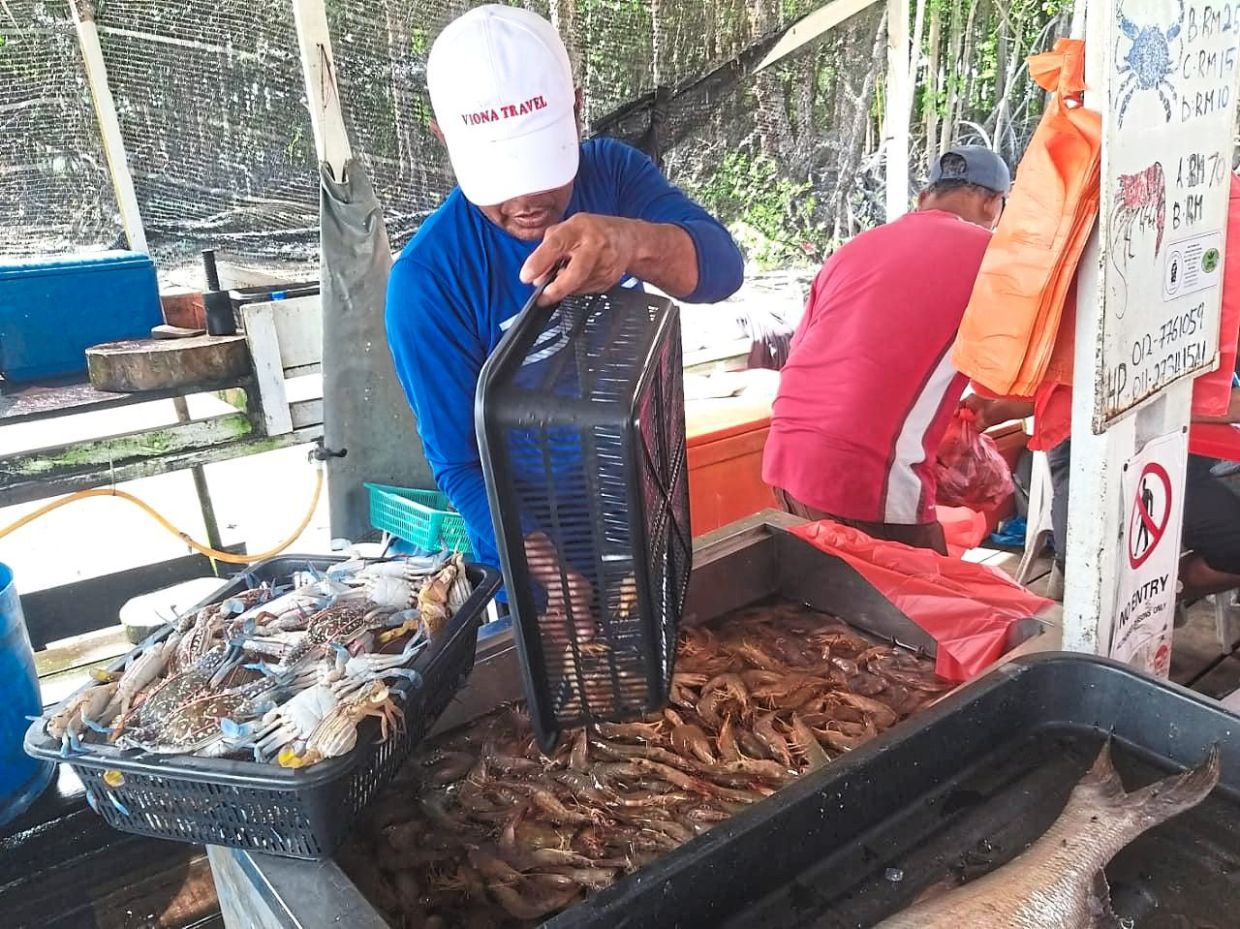 Prawns are harder to come by in waters off Gelang Patah before September, unlike in past years.
