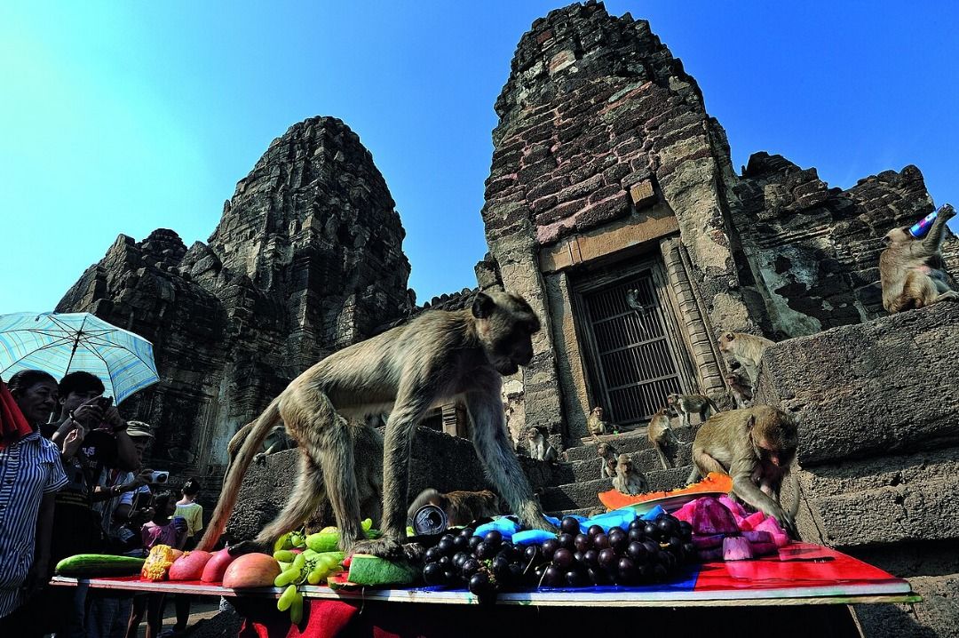 QuickCheck: Is there a festival in Thailand dedicated entirely to monkeys?