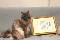 Beloved cat retires after five years as stationmaster