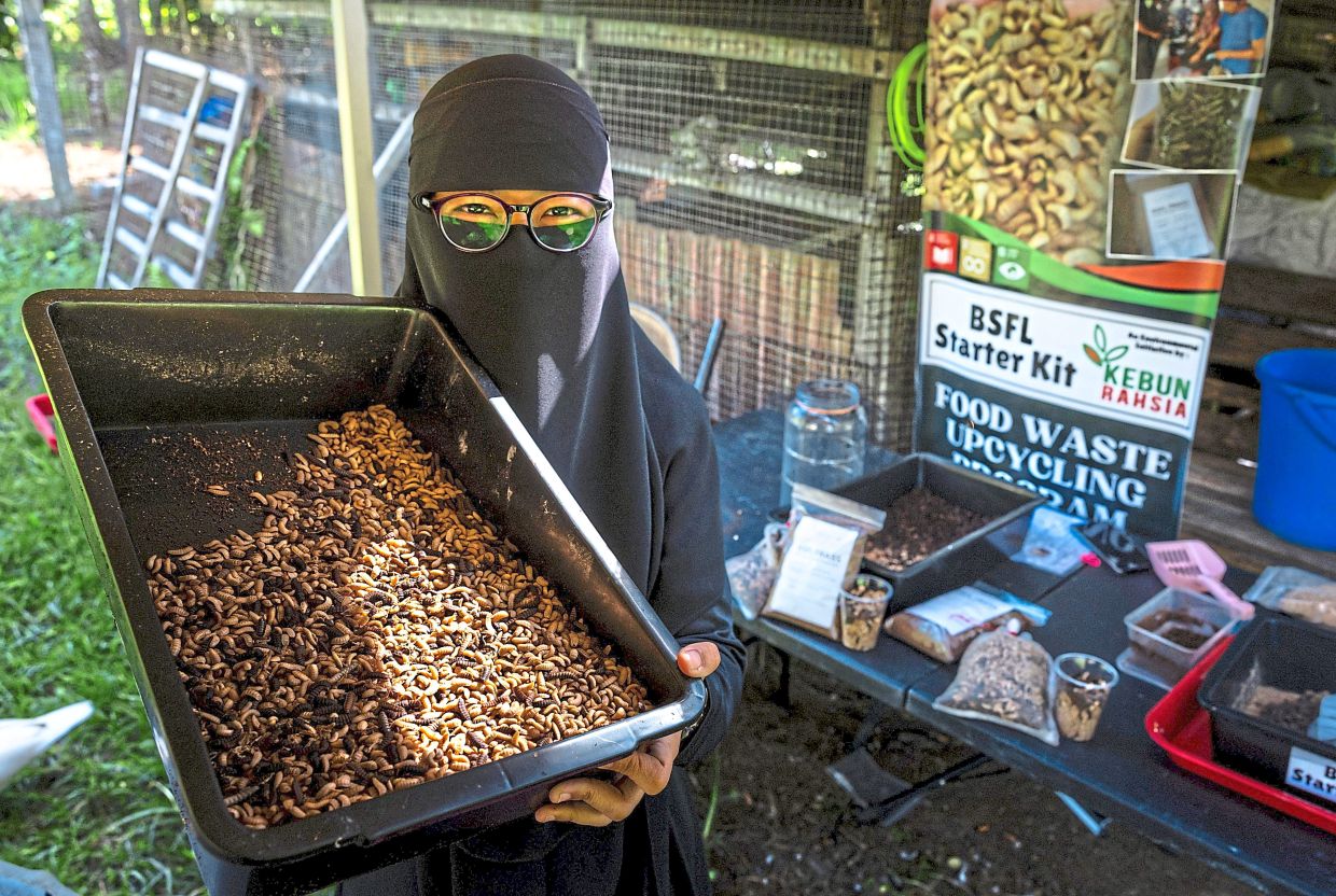 Liyana has never felt squeamish about handling larvae, describing them instead as ‘nature’s cleaners’. — Photos: Bernama