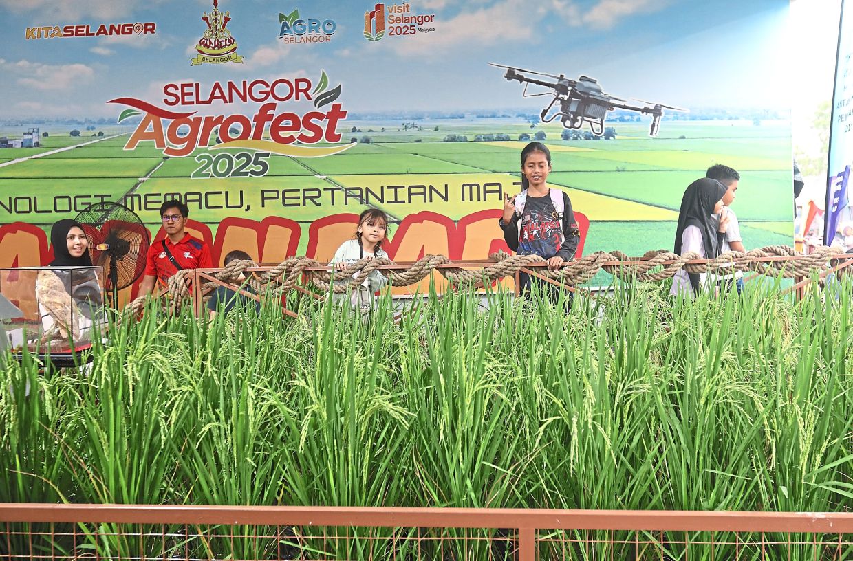 Visitors learning about padi cultivation