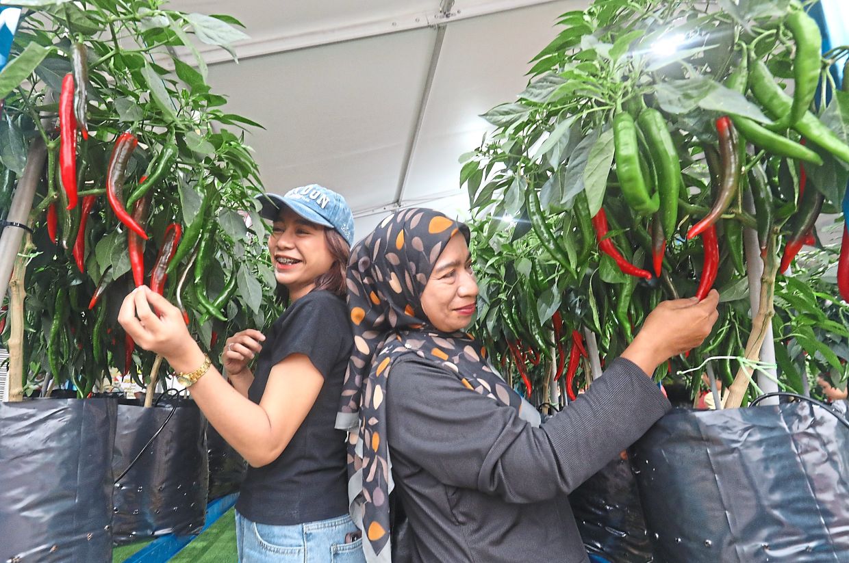 Checking out chilli plants grown in polybags.
