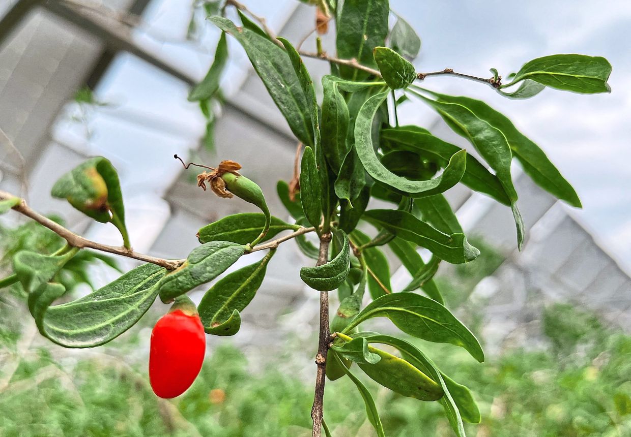 Goji berries 