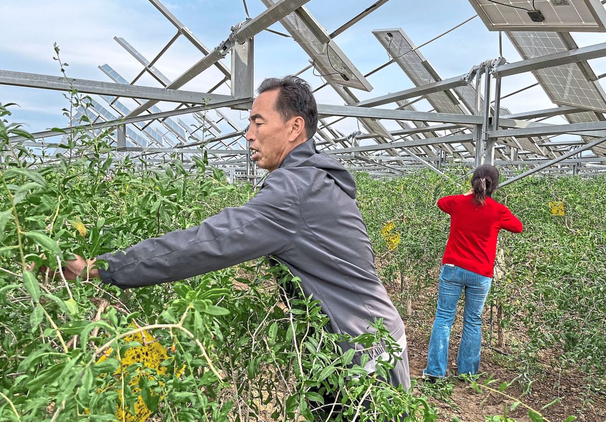 These goji berry bushes are grown under the shade of thousands of solar panels at Ningxia Baofeng’s agri-solar installation.— Reuters