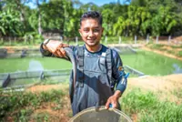 Kamunting mum harvesting gold from fly larvae