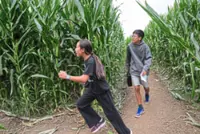 Giant corn maze in California lets visitors get lost for fun