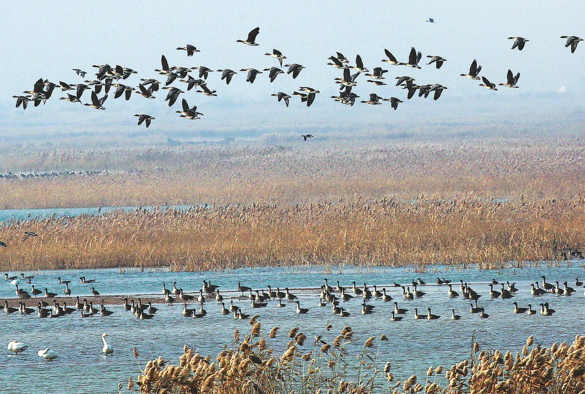 Birdwatchers flock to east China's Yellow River Delta for migration season