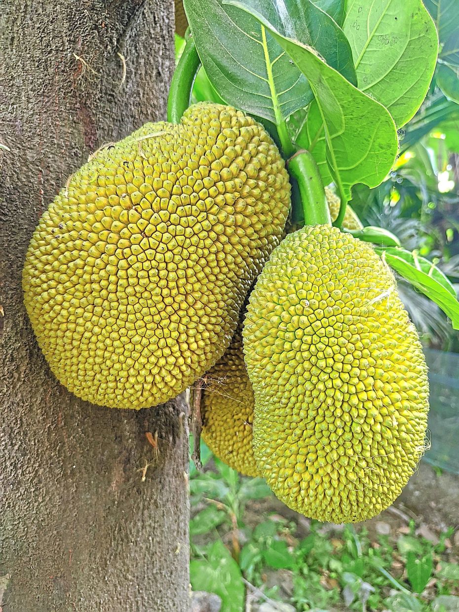 Jackfruit is used very widely in Sri Lankan cuisine as its cultivation has been widespread since the early 20th century.