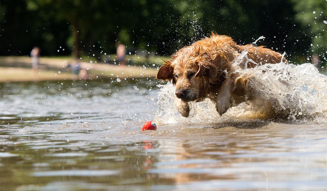 Ist Ihr Hund spielsüchtig? Sucht bei Hunden ist real, wie eine Studie ...