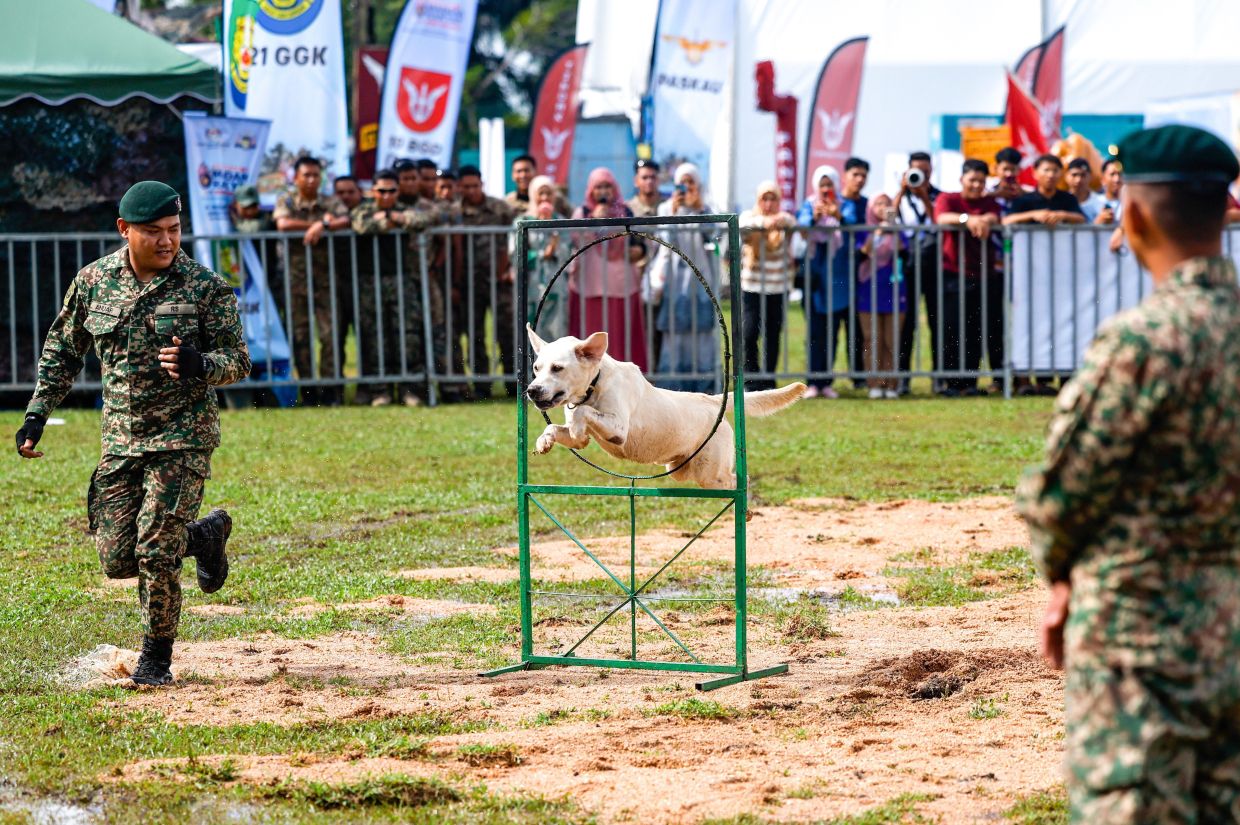A war dog demonstrating its ability by jumping through a series of hoops. - Photo: Bernama