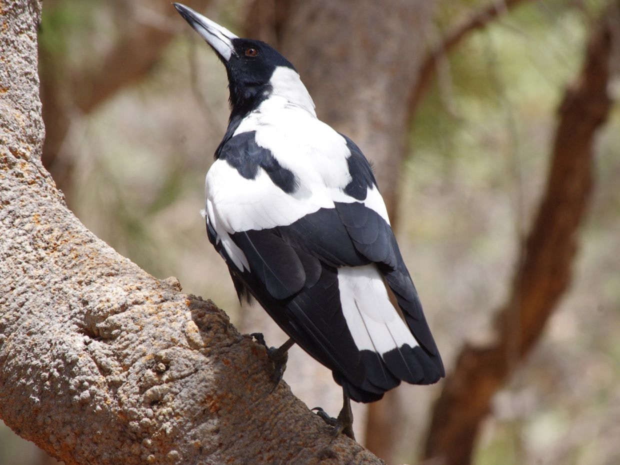 Friendly interactions can blossom and people who respect nesting sites may even be introduced to their offspring. Baz Collis says that Mr Sox (pictured above) often flies into his home and perches on one of his chairs for up to 30 minutes. Photo: Baz Collis/dpa
