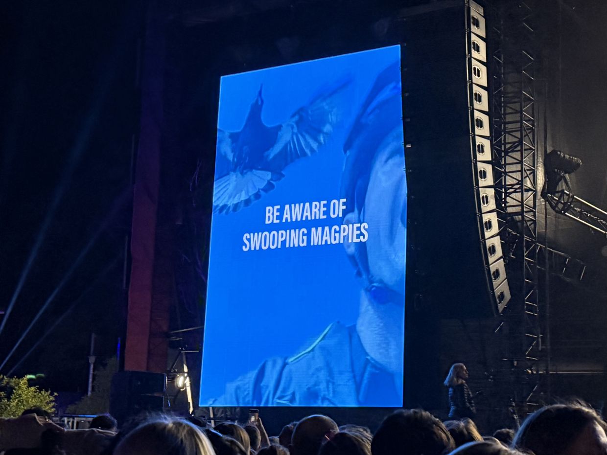Concertgoers are warned of swooping magpies in Manly, Sydney, as a large screen displays a safety message. Photo: Chiara Holzhäuser/dpa