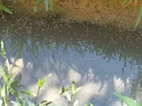 Distressed over maggot-infested river, Tuaran villagers urge authorities to act on waste dumping