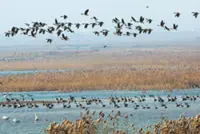 Birdwatchers flock to east China's Yellow River Delta for migration season